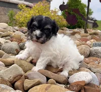 Dillon, a male Havanese for sale in Berlin, OH – 4 of 10