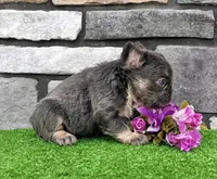 Allie, a female French Bulldog for sale in Berlin, OH – 3 of 5