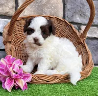 Trixie, a female Havapoo for sale in Berlin, OH – 3 of 5
