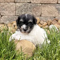 Dillon, a male Havanese for sale in Berlin, OH – 9 of 10