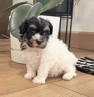 Dillon, a male Havanese for sale in Berlin, OH – 5 of 10