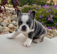 Dozer, a male French Bulldog for sale in Berlin, OH – 4 of 7