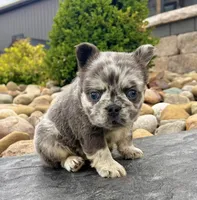 Damon, a male French Bulldog for sale in Berlin, OH – 6 of 7