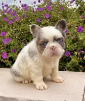 Darla , a female French Bulldog for sale in Berlin, OH – 3 of 4