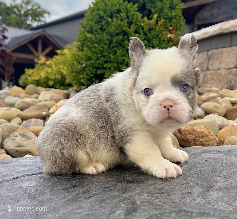 Dakota – French Bulldog puppy for sale in Berlin, OH