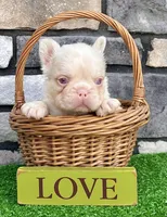 Ace Pink, a male French Bulldog for sale in Berlin, OH – 3 of 6