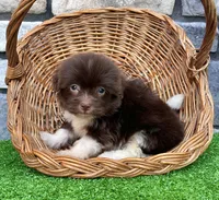 Abel, a male Havanese for sale in Berlin, OH – 2 of 4