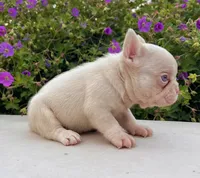 Bugatti Pink, a male French Bulldog for sale in Berlin, OH – 5 of 6