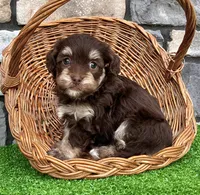 Tommy, a male Havapoo for sale in Berlin, OH – 3 of 5