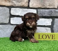 Tito, a male Havapoo for sale in Berlin, OH – 2 of 6