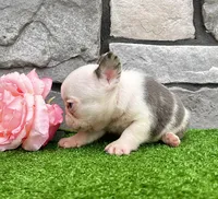 Dazzy, a female French Bulldog for sale in Berlin, OH – 5 of 5
