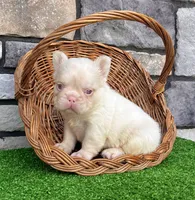 Ace Pink, a male French Bulldog for sale in Berlin, OH – 2 of 6