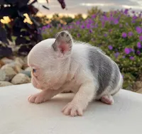 Dazzy, a female French Bulldog for sale in Berlin, OH – 2 of 5