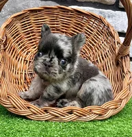 Turbo, a male French Bulldog for sale in Berlin, OH – 3 of 4