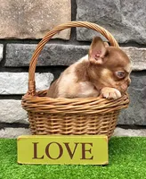 Axel Rojo, a male French Bulldog for sale in Berlin, OH – 3 of 4