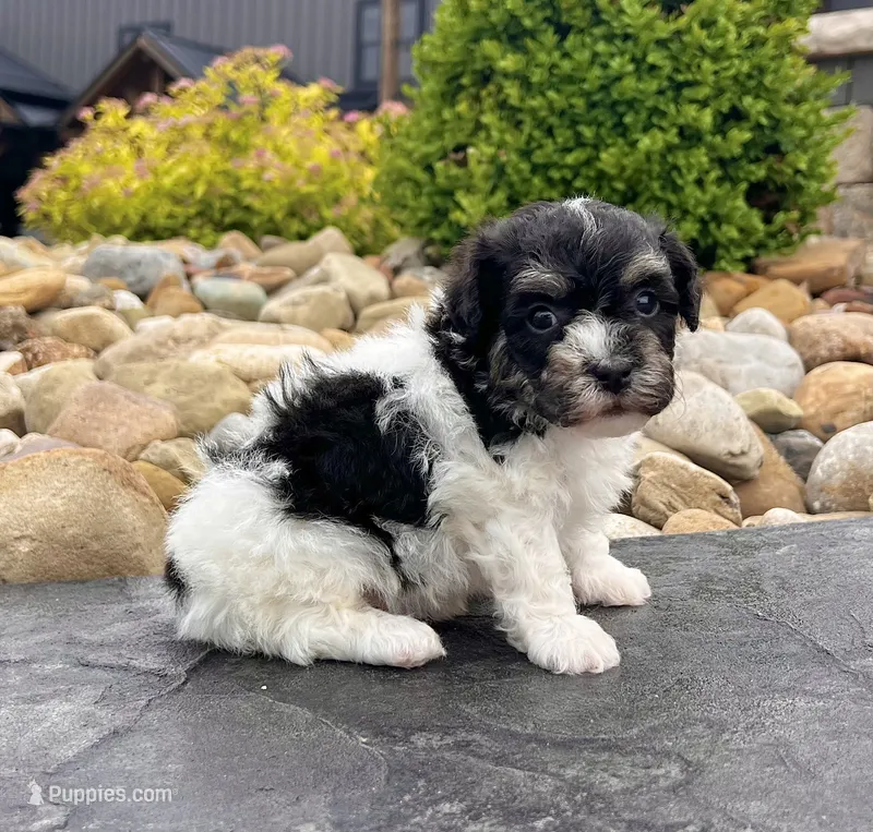 Dillon – Havanese puppy for sale in Berlin, OH