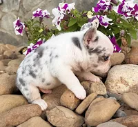 Diesel, a male French Bulldog for sale in Berlin, OH – 6 of 7