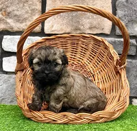Nick, a male Havanese for sale in Berlin, OH – 4 of 5