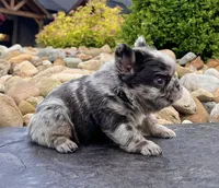 Tiffany , a female French Bulldog for sale in Berlin, OH – 4 of 8