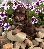 Tito, a male Havapoo for sale in Berlin, OH – 5 of 6