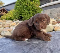 Timmy, a male Havapoo for sale in Berlin, OH – 4 of 7