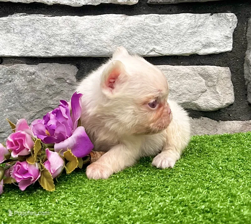 Crystal pink – French Bulldog puppy for sale in Berlin, OH