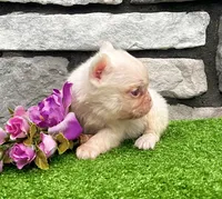 Crystal pink, a female French Bulldog for sale in Berlin, OH – 1 of 5