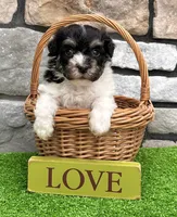 Dillon, a male Havanese for sale in Berlin, OH – 7 of 10