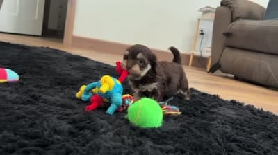 Tommy, a male Havapoo for sale in Berlin, OH – 5 of 5