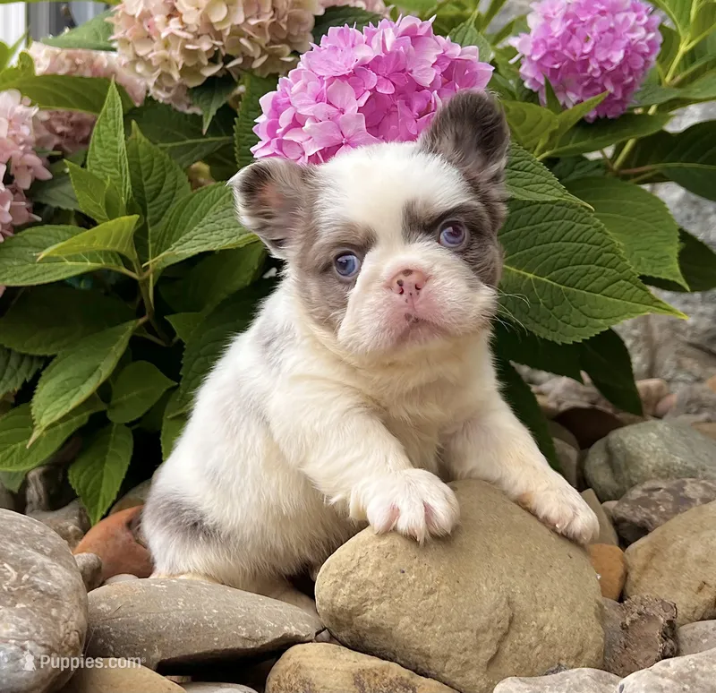 Darla  – French Bulldog puppy for sale in Berlin, OH