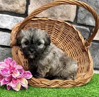 Nancy, a female Havanese for sale in Berlin, OH – 5 of 7