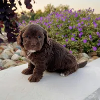 Timmy, a male Havapoo for sale in Berlin, OH – 2 of 7
