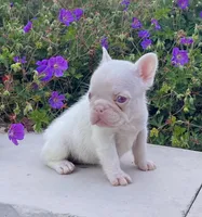 Ariel Pink, a female French Bulldog for sale in Berlin, OH – 5 of 6