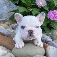 Bullet, a male French Bulldog for sale in Berlin, OH – 2 of 5