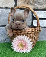 Tracy, a female French Bulldog for sale in Berlin, OH – 3 of 6
