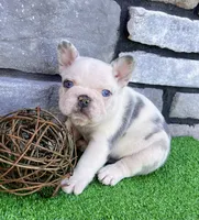 Bullet, a male French Bulldog for sale in Berlin, OH – 5 of 5