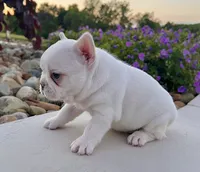 Dakota, a male French Bulldog for sale in Berlin, OH – 4 of 7