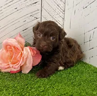 Fancy, a female Havanese for sale in Berlin, OH – Photo 1 of 4