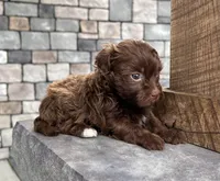 Fancy, a female Havanese for sale in Berlin, OH – Photo 3 of 4