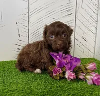 Fancy, a female Havanese for sale in Berlin, OH – Photo 4 of 4