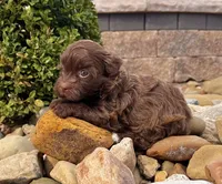 Fancy, a female Havanese for sale in Berlin, OH – Photo 2 of 4