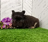 Kelli, a female French Bulldog for sale in Berlin, OH – Photo 3 of 3