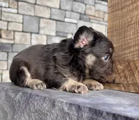 Kelli, a female French Bulldog for sale in Berlin, OH – Photo 1 of 3