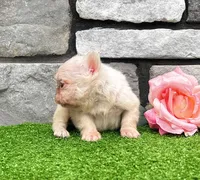 Crystal pink, a female French Bulldog for sale in Berlin, OH – 5 of 5