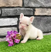 Ariel Pink, a female French Bulldog for sale in Berlin, OH – 6 of 6