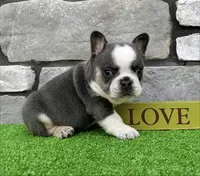 Dozer, a male French Bulldog for sale in Berlin, OH – 6 of 7