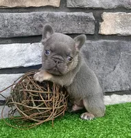 Alex, a male French Bulldog for sale in Berlin, OH – 5 of 6