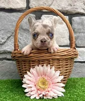 Debbie, a female French Bulldog for sale in Berlin, OH – 4 of 5