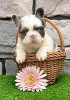 Darla , a female French Bulldog for sale in Berlin, OH – 4 of 4