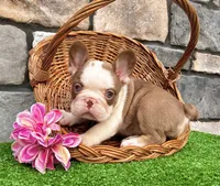 Addi, a female French Bulldog for sale in Berlin, OH – 3 of 5